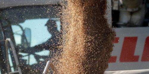 Ny sänkning av veteskörden i EU