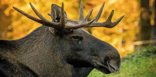 Därför sköts viltförvaltningen bäst på lokal nivå