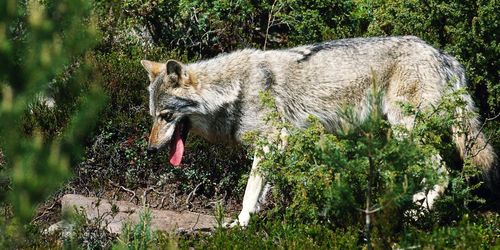 Inga hundhybrider i vargstammen