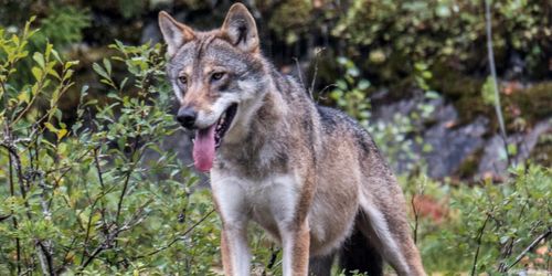 Sköt varg i stället för räv – åtalas