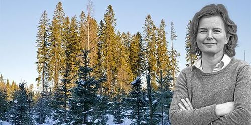 Sälj skogen om barnen inte vill förvalta den