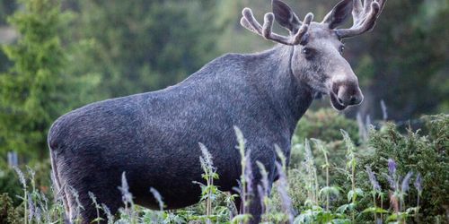 Nytt fall av dödlig älgsjukdom
