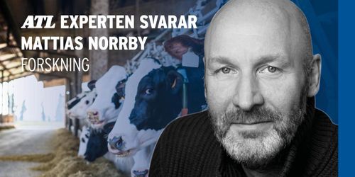 Bättre klövhälsa med blandat hårt och mjukt golv