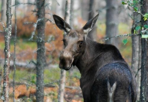 Älgar, renar och hjortar är i farozonen för CWD - hjortdjurens motsvarighet till galna ko-sjukan. Nu intensifieras provtagningen för sjukdomen.