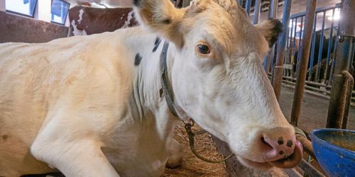 Lösdrift betyder inte alltid bättre djurhälsa