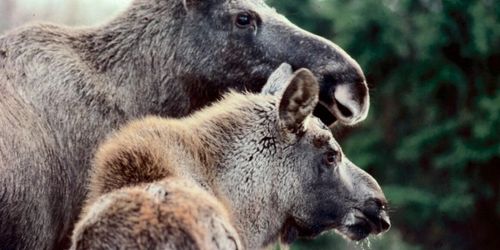 Torkan kan slå hårt mot älgjakten