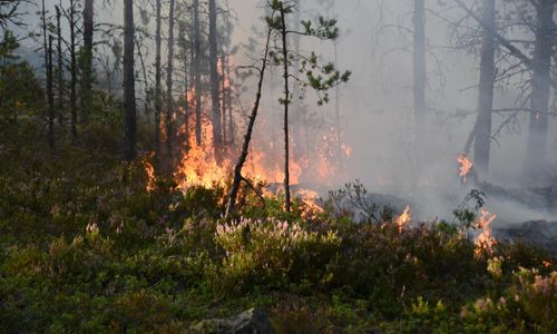 Efter skogsbranden – Motala kräver miljonbelopp i ersättning