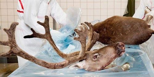 Norsk smitta bland renar ett mysterium