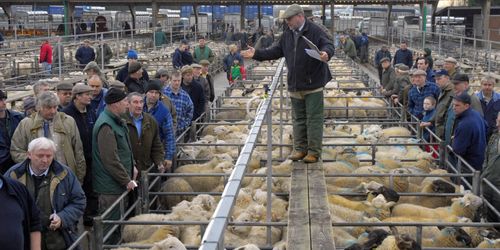 Uteblivet handelsavtal hot mot brittiska fårbönder