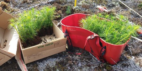 Svenska Skogsplantor bekräftar plantproblem