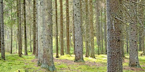 Södra höjer priset på grantimmer