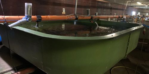 Mycket forskning pågår för att ta fram hållbart fiskfoder