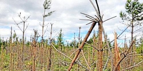 20 års tillväxt slukades av älgarna