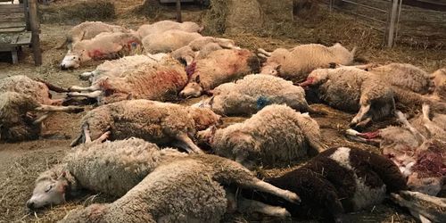 Nytt vargangrepp på fårgården