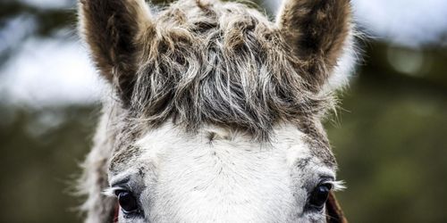 Misstänkt vanvård på djurhem för lantbruksdjur