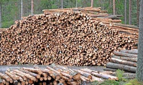 Skogsbolagen tar hem vinsten
