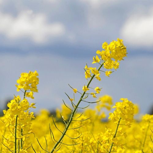 Rekord för rapssådden