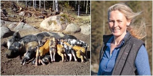 Får inte avliva i hägnet – lägger ner uppfödningen