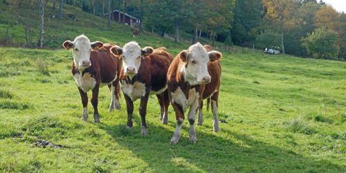 Replik: Nu är det enklare att certifiera naturbeteskött