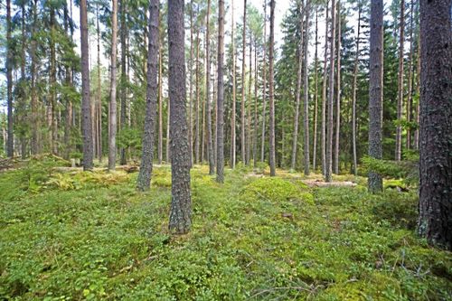 Produktionen i blandskogar ska undersökas