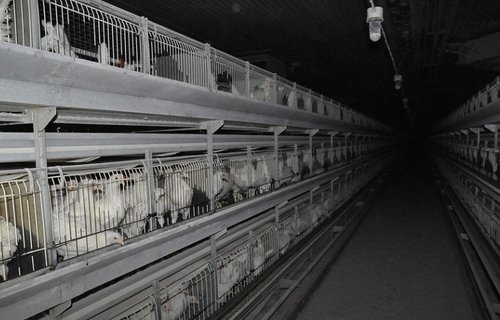 Organisationen hävdar att otillåtna burar används.