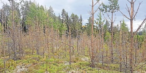 Debatt: ”Gör om älgförvaltningen”