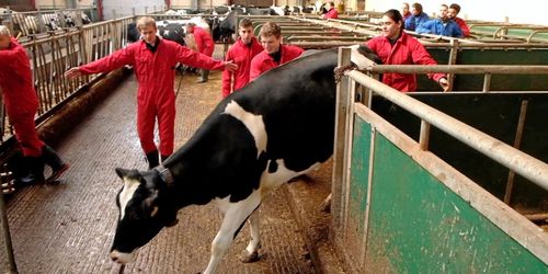 ATL TV: De har djurräddning på schemat