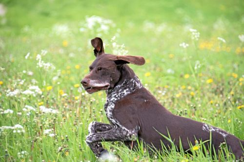 Älgkött blir hundmat