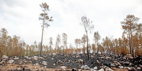 Nu kan skogsägarna se brandskadorna