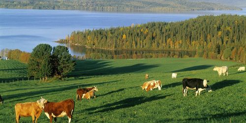 Fjällbondekulturen bör klassas som riksintresse