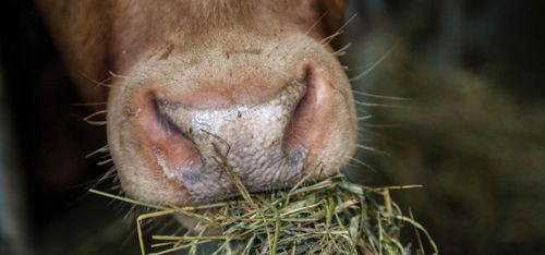 Förrymd ko får kungligt stöd