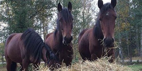 Så ska man få stopp på hästdopning