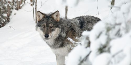 Aktivister försökte hindra vargjakt