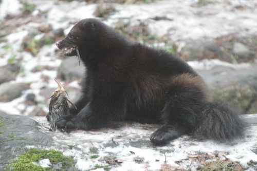 Den som tipsar om händelsen där en järv kördes ihjäl med skoter kan få 100 000 kronor i belöning om det blir en fällande dom.