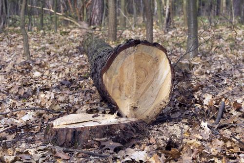 Södra: 602 miljoner i vinstdelning