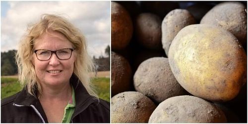 Nervös väntan för potatisodlare