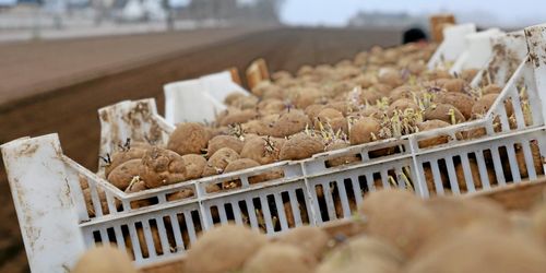 Rekordsvag skörd – viktig sättpotatis redan slut
