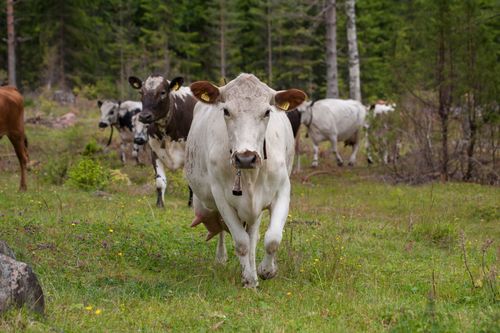 Fäbodbruk gynnar fjärilar som trolldruvemätaren och den violetta guldvingen.
