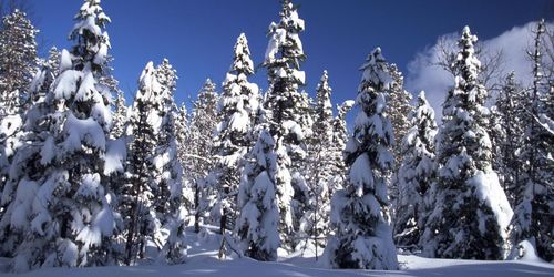 SCA överklagar stoppad avverkning