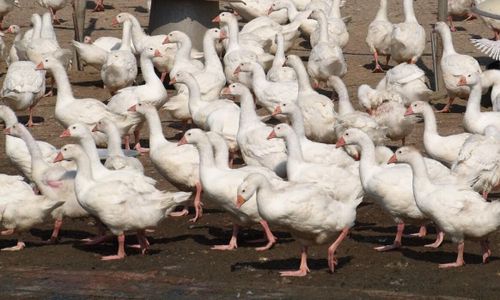 20 000 ankor avlivas