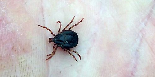 Jättefästing funnen i Sverige