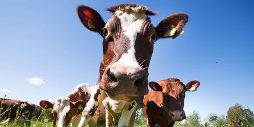 Så skyddar du dina djur från oönskade besökare