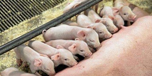 Svenska bönder minskar användningen av antibiotika