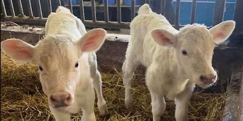 Dubbel utdelning på fyra av sju kalvningar