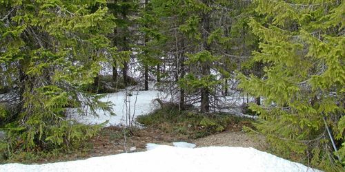 Osäkert om varmare klimat ger mer skog