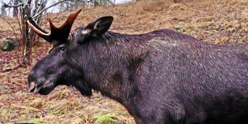 Debatt: ”Skärp föreskrifterna för älgjakten”