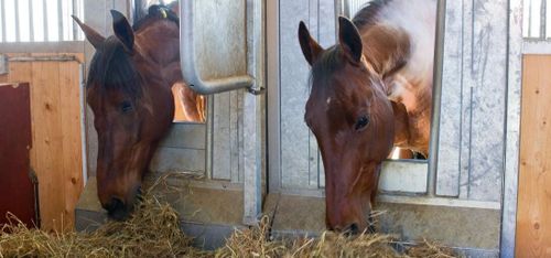 Hästnäringen travar på