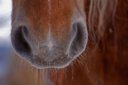 Hästprofil slipper betala polisens nota