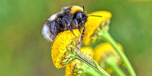 EU-revisorer: Skyddet för pollinatörer är för klent