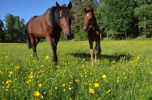 Fagert men farligt farligt
